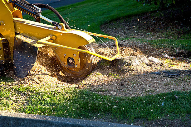 How Our Tree Care Process Works  in  Rosedale, CA